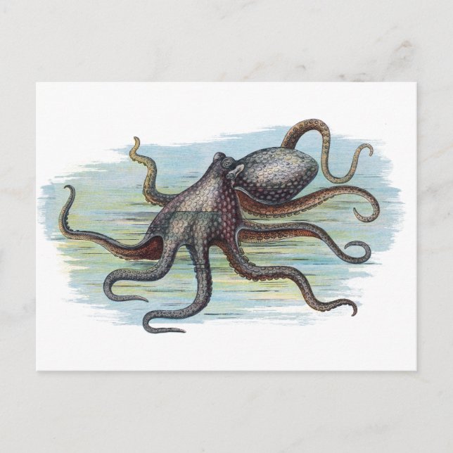 Vintage Nautical - Octopus Monster of the Deep Postcard (Front)