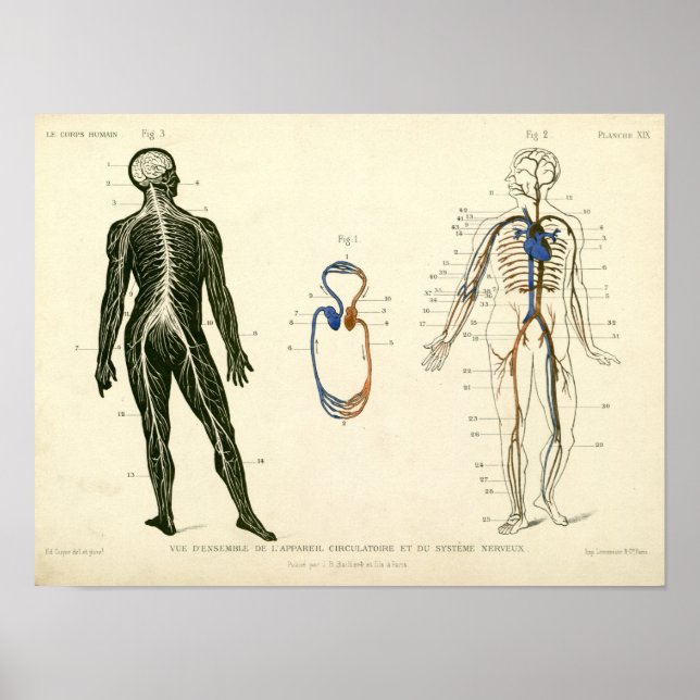 Vintage Nerves Arteries Anatomy Print (Front)