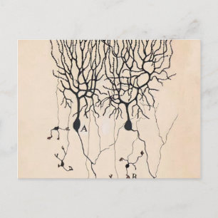 Vintage Neuron Drawing By Santiago Ramón y Cajal Postcard