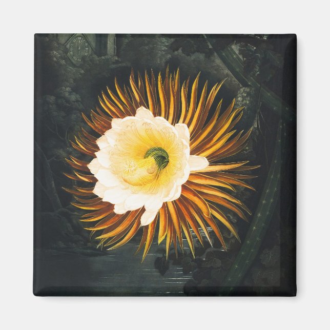 Vintage Night-Blowing Cereus Gothic Art Magnet (Front)