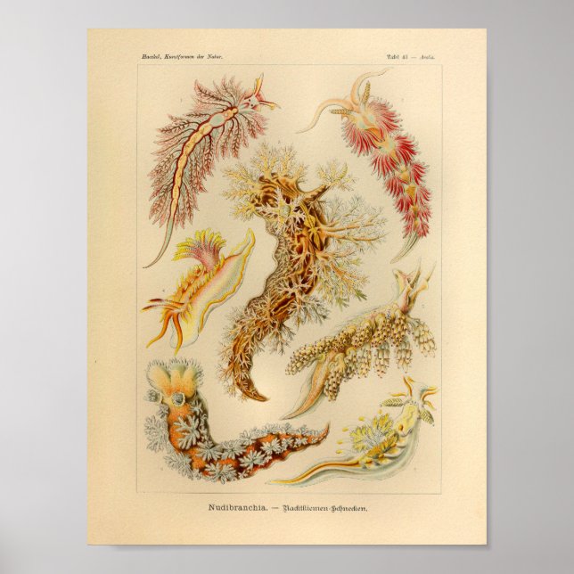 Vintage Nudibranchia Colour Ernst Haeckel Art Poster (Front)
