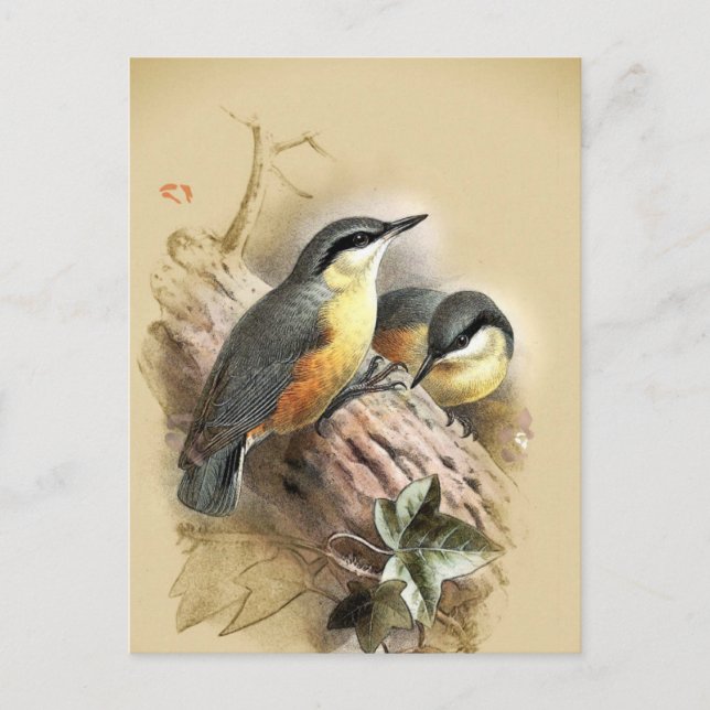 Vintage Nuthatch Birds Postcard (Front)