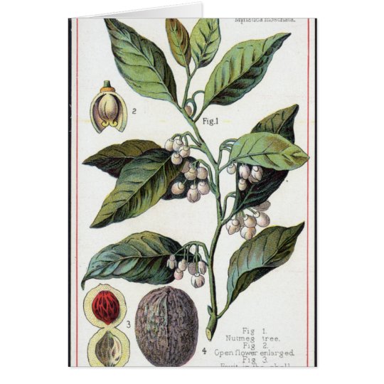Vintage nutmeg artwork card