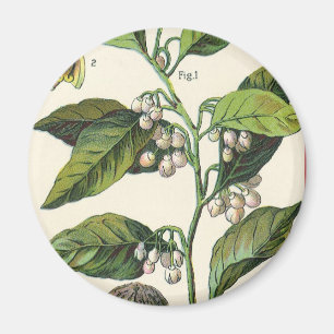 Vintage Nutmeg Plant Fruit Seeds, Food Herbs Spice Magnet