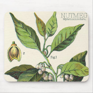 Vintage Nutmeg Plant Fruit Seeds, Food Herbs Spice Mouse Pad