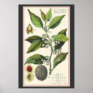 Vintage Nutmeg Plant Fruit Seeds, Food Herbs Spice Poster