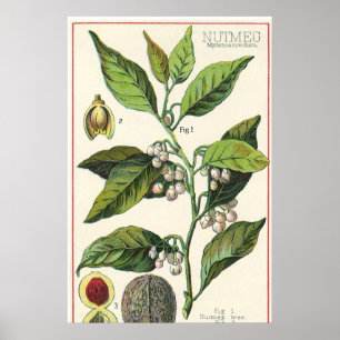 Vintage Nutmeg Plant Fruit Seeds, Food Herbs Spice Poster