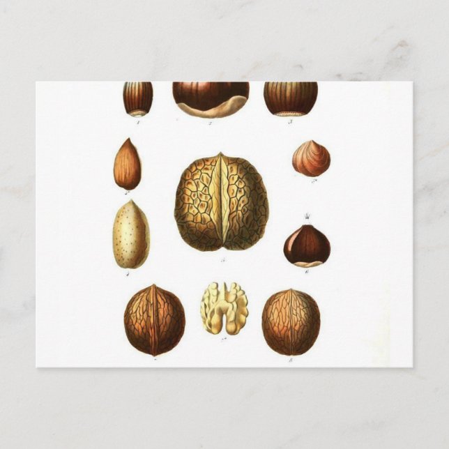 Vintage Nuts Botanical Print Postcard (Front)