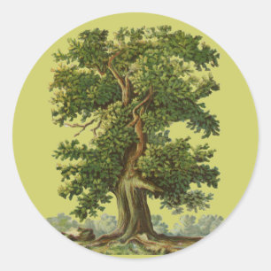 Vintage Oak Tree Art Sticker
