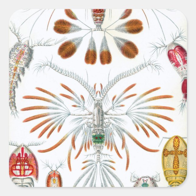 Vintage Ocean Animals, Copepoda by Ernst Haeckel Square Sticker (Front)