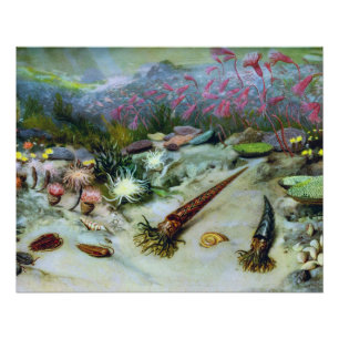 Vintage Ocean Marine Life - Seashells, Fish, Coral Poster