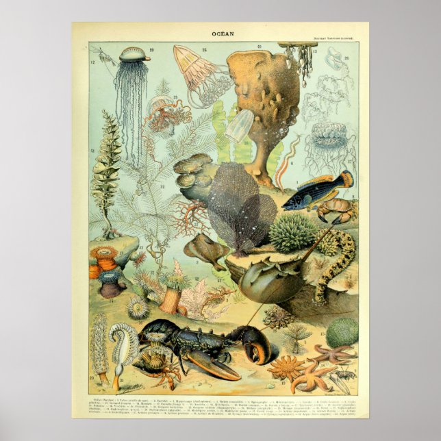 Vintage Ocean Sea Life by Adolphe Millot Poster (Front)