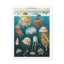 Vintage Oceanography Jellyfish Poster