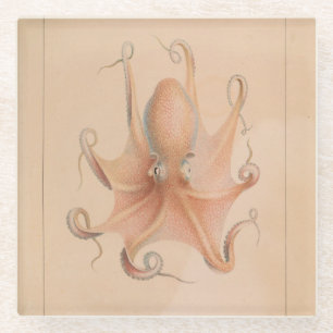 Vintage Octopus 1851 Eledon Aldrovandi Glass Coaster