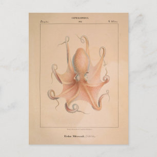 Vintage Octopus 1851 Eledon Aldrovandi Postcard