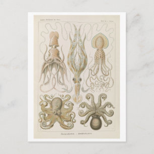 Vintage Octopus by Haeckel Postcard