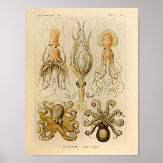 Vintage Octopus Colour Ernst Haeckel Art Print (Front)
