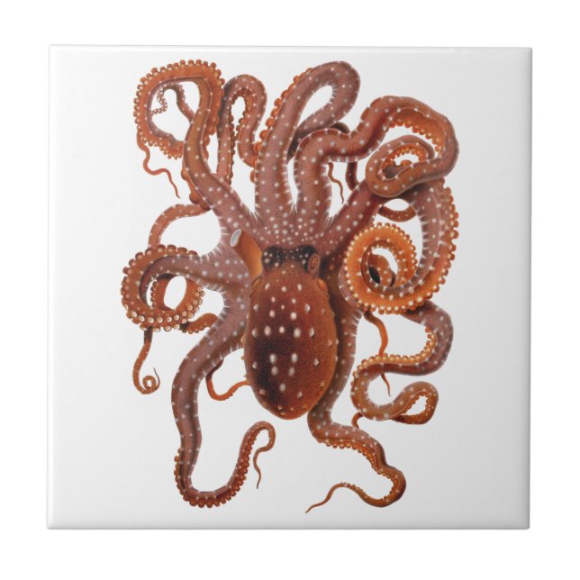 Vintage Octopus Macropus, Marine Aquatic Animals Ceramic Tile (Front)