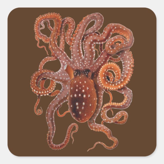 Vintage Octopus Macropus, Marine Aquatic Animals Square Sticker (Front)