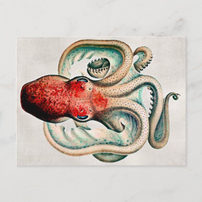 Vintage Octopus Postcard (Front)