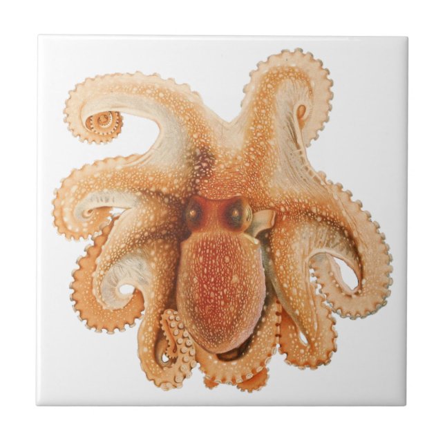 Vintage Octopus Salutii, Marine Aquatic Animals Ceramic Tile (Front)