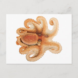 Vintage Octopus Salutii, Marine Aquatic Animals Postcard