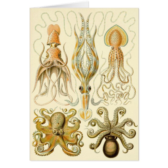 Vintage Octopus Squid Gamochonia by Ernst Haeckel (Front)