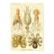 Vintage Octopus Squid Gamochonia by Ernst Haeckel