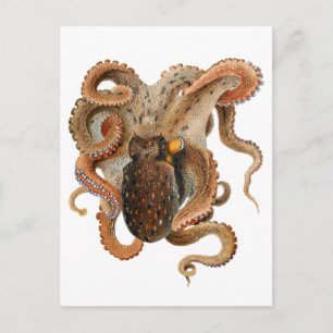 Vintage Octopus Vulgaris, Marine Life Animals Postcard