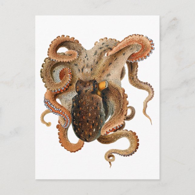 Vintage Octopus Vulgaris, Marine Life Animals Postcard (Front)