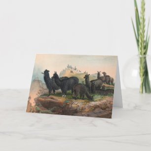 Vintage Old Alpacas Book Illustration Card