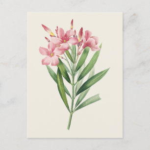 Vintage Oleander Botanical Illustration Postcard