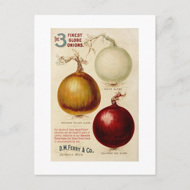 Vintage onion chart illustration card (Front)