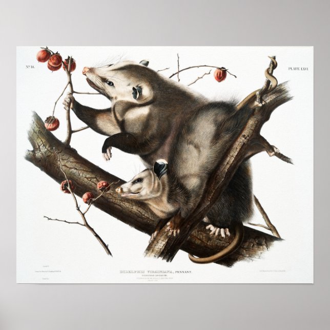 Vintage Opossum Illustration Poster (Front)