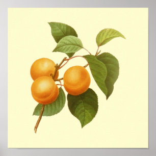 Vintage Orange Apricots Watercolor Drawing Poster