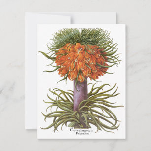 Vintage Orange Fritillaria Flowers Basilius Besler