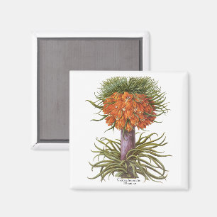 Vintage Orange Fritillaria Flowers Basilius Besler Magnet