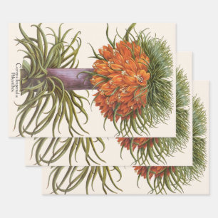 Vintage Orange Fritillaria Flowers Basilius Besler Wrapping Paper Sheet