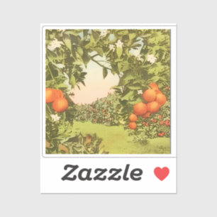 Vintage Orange Grove