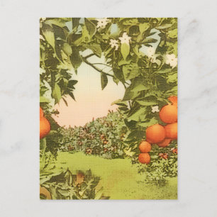 Vintage Orange Grove Announcement Postcard