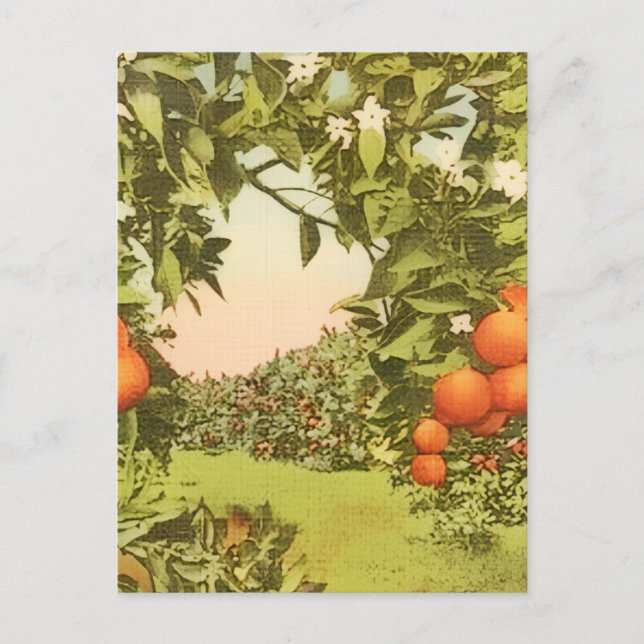 Vintage Orange Grove Announcement Postcard (Front)