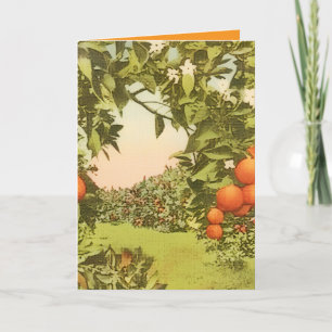 Vintage Orange Grove Card