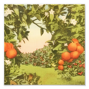 Vintage Orange Grove Photo Print
