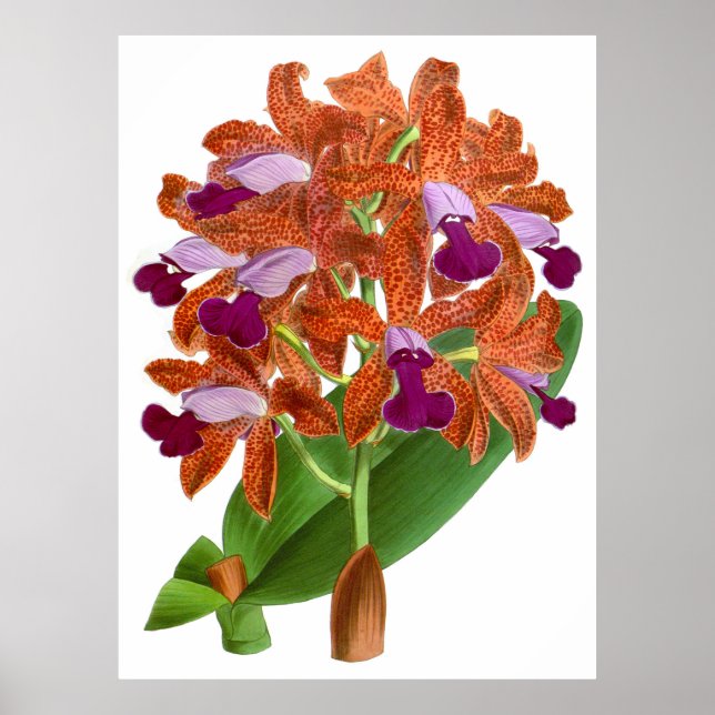 Vintage Orange Purple Orchid Flower - Poster (Front)
