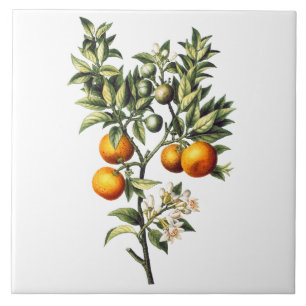 Vintage Oranges Ceramic Tile
