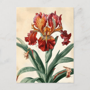 Vintage Orchid Postcard