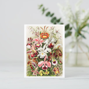Vintage Orchids Illustration Postcard