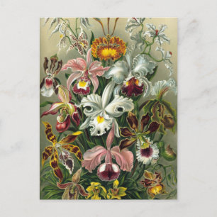 Vintage Orchids Postcard