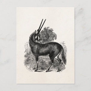 Vintage Oryx Antelope Gazelle Personalised Animals Postcard