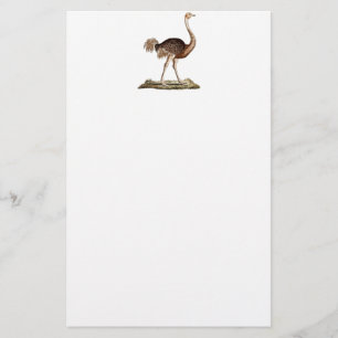 Vintage Ostrich Illustration Retro 1700s Ostriches Stationery
